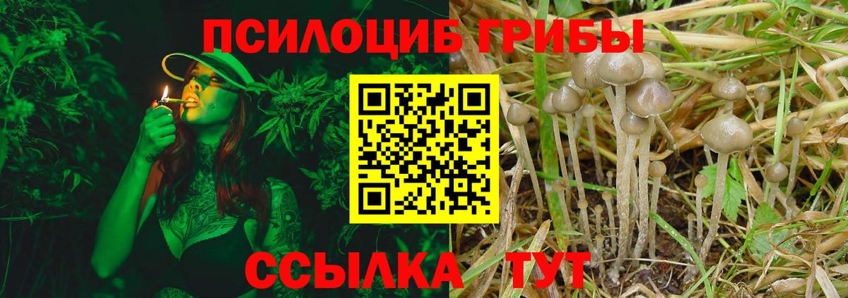 Псилоцибиновые грибы Psilocybine cubensis Лесной